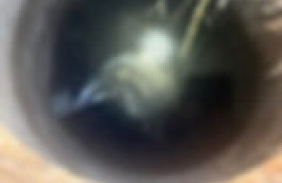 Interwencja strażaków w Orchowie: Borsuk bezpiecznie wydobyty ze studni