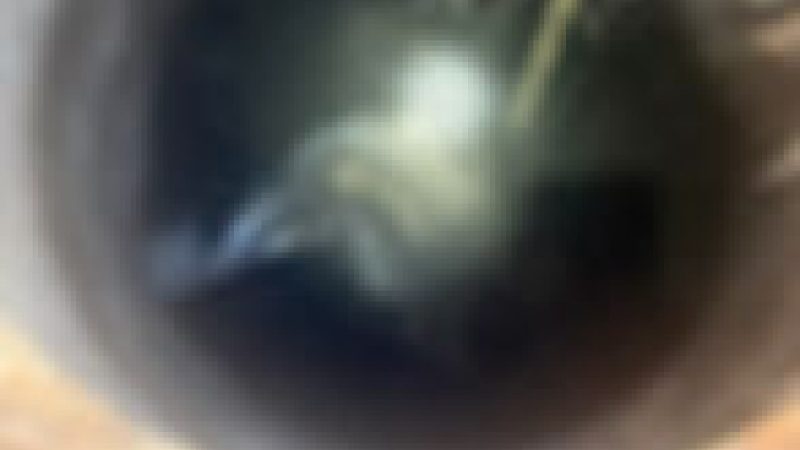 Interwencja strażaków w Orchowie: Borsuk bezpiecznie wydobyty ze studni