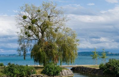 Inwazja jemioły w Słupcy. Pasożyt zagraża miejskim drzewom