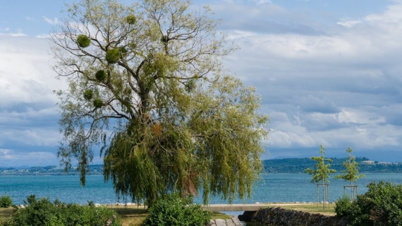 Inwazja jemioły w Słupcy. Pasożyt zagraża miejskim drzewom