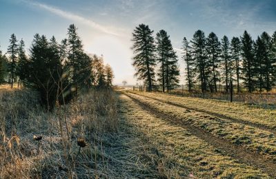 Instytut Meteorologii ostrzega przed nocnymi przymrozkami w Wielkopolsce