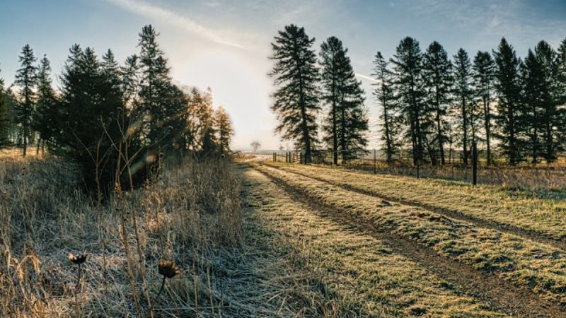 Instytut Meteorologii ostrzega przed nocnymi przymrozkami w Wielkopolsce