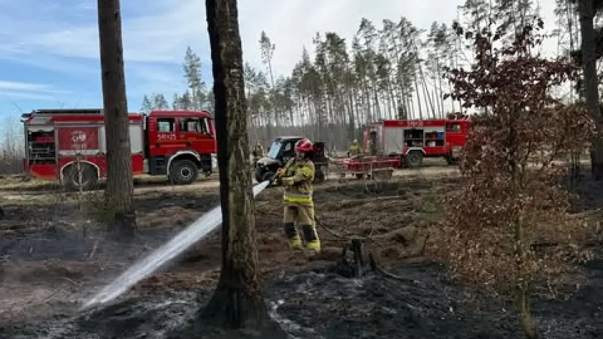 Strażacy ostrzegają: ryzyko pożarów lasów wciąż wysokie
