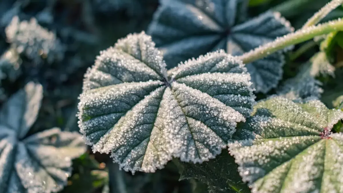 Ostrzeżenie meteorologiczne: Przymrozki w gminie Ostrowite
