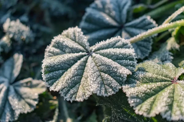 Ostrzeżenie meteorologiczne: Przymrozki w gminie Ostrowite