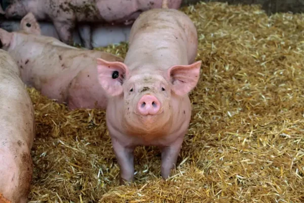 Decyzja środowiskowa dla budowy chlewni w Koszutach-Parcele wydana